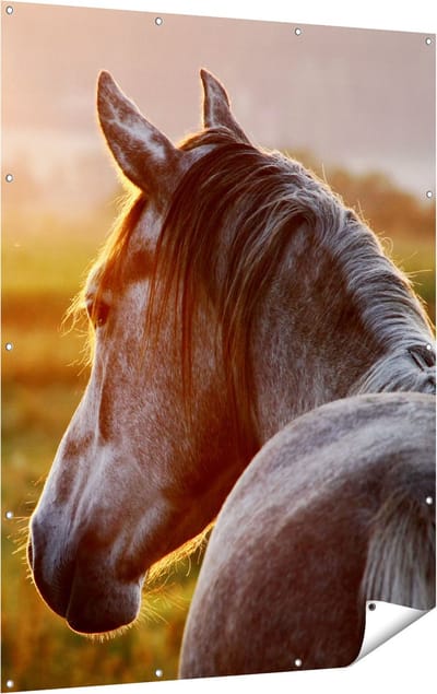 Gards Tuinposter Paard in de Weide tijdens Zonsondergang - 120x160 cm - Tuindoek - Tuindecoratie - Wanddecoratie buiten - Tuinschilderij