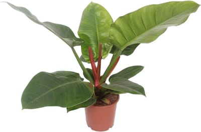 Plantenboetiek.nl | Philodendron Imperial Green - Ø17cm - 50-60cm hoog - Kamerplant - Groenblijvend