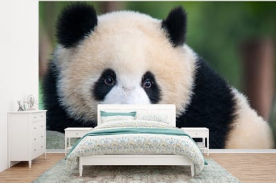 Behang - Fotobehang Panda - Wilde dieren - Portret - Steen - Breedte 350 cm x hoogte 260 cm
