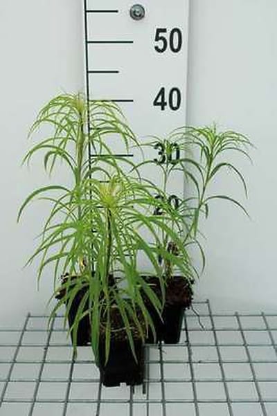 6x Zonnebloem - Helianthus salicifolius | 9x9 cm pot