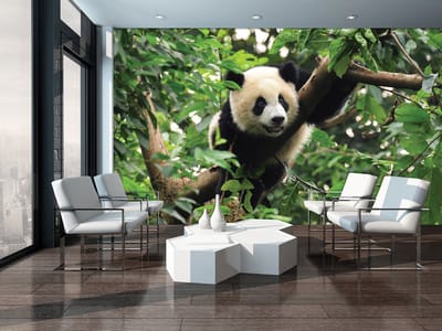 Panda Photo Wallcovering