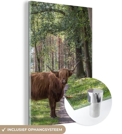 MuchoWow® Glasschilderij 120x180 cm - Schilderij acrylglas - Schotse Hooglander - Pad - Boom - Foto op glas - Schilderijen