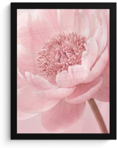 Poster in lijst - Fotolijst 30x40 cm - Posters - Bloem - Pioenroos - Roze - Posterlijst zwart - Decoratie - Wanddecoratie woonkamer - Muurdecoratie slaapkamer