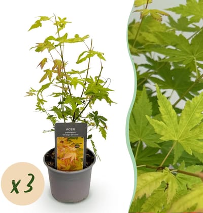 Green boutiQ - Tuinplant - Acer palmatum Orange Dream - Oranje - 3 Planten - Bladverliezend - Weinig Onderhoud - Pot 12cm Hoogte 35cm