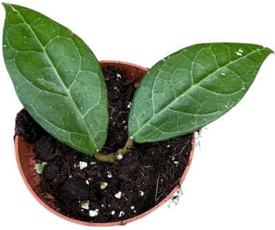 Hoya Verticillata Lampung Kamerplant Potmaat Ø10,5 cm |Vers Van De Kweker