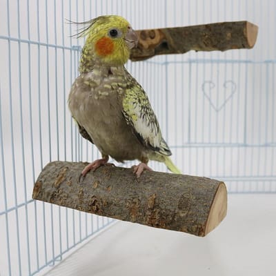 Premium Paal Hoge Kwaliteit Papegaai Appel Hout Springplank Papegaai Rustplatform Springplatform Klauw Slijpen Vogel Staande Stok Staand geel