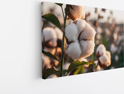 Saammp Canvas Schilderij - Katoenplanten in het zonlicht - Natuur - Bloemen - 30x20 - Foto op canvas - Wanddecoratie - Muurdecoratie Woonkamer - Kantoor Decoratie