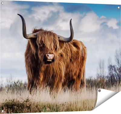 Gards Tuinposter Schotse Hooglander Koe - Kleur - 100x80 cm - Tuindoek - Tuindecoratie - Wanddecoratie buiten - Tuinschilderij
