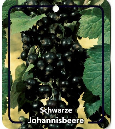 Oosterik home - Ribus Nigrum Schwarze Johannisbeeren
