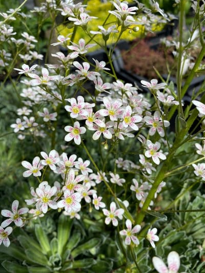 6 x Saxifraga 'Monarch' - Steenbreek - P9 Pot (9 x 9cm) - Dima Vaste Planten