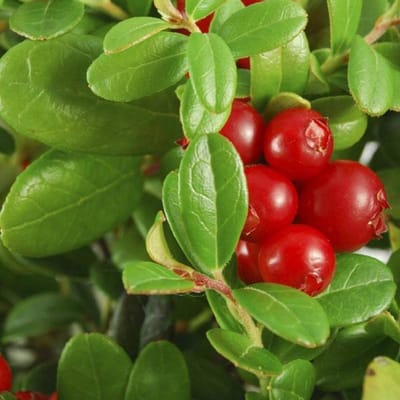 Vaccinium Macrocarpon - Grote Veenbes 30-40 cm in pot