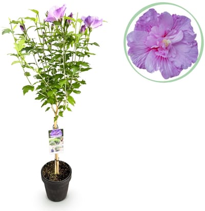 Green boutiQ - Tuinplant - Hibiscus syriacus Lavendor Chiffon® - Plant op stam - Terras Plant - Bladverliezend - Weinig Onderhoud - Pot 19cm Hoogte 90cm
