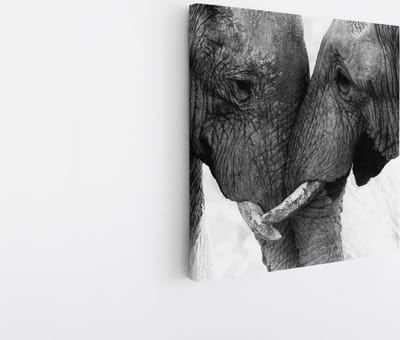 Saammp Canvas Schilderij - 2 Olifanten - Liefdevol - Natuur - Dieren - 20x20 - Foto op canvas - Wanddecoratie - Muurdecoratie Woonkamer - Slaapkamer decoratie - Canvas Print