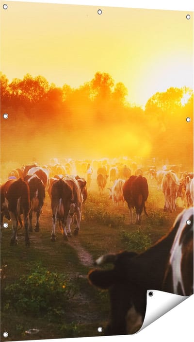 Gards Tuinposter Kudde Koeien in Weiland bij Zonsondergang - 80x120 cm - Tuindoek - Tuindecoratie - Wanddecoratie buiten - Tuinschilderij