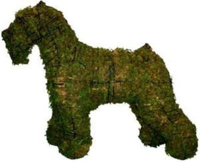 Hond Schnauzer - Mos