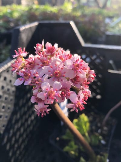 6 x Darmera peltata - Schildblad - P9 Pot (9 x 9cm) - Dima Vaste Planten