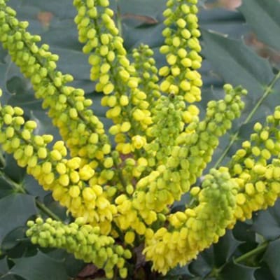 Mahonia Media 'Winter Sun' - Mahonia|Druifstruik 30-50 cm in pot