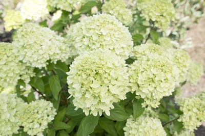 Buitenplant - Tuinplant - Winterhard - Hortensia - Hydrangea paniculata Little lime - Wit - Groen - Rood - Potmaat P23 - Planthoogte 30-40 cm