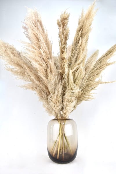 Pampas pluimen - Droogbloemen - 100 cm - 10 stuks Cortaderia - Natuurlijk Bloemen