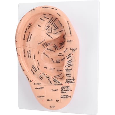 22cm Ooracupunctuur Model met Duidelijke Acupunctuurpunten Labels PVC Oor Model voor School Lab Onderwijs