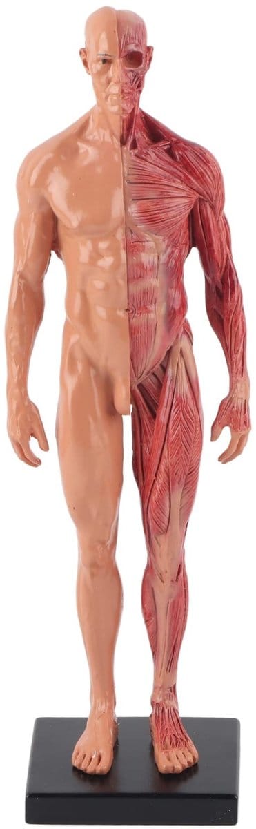 Dailygoods- Spiermodel 30 cm - Mannelijk Anatomisch Model - Hars - Skeletstructuur - Sculptuur - Exquise Details