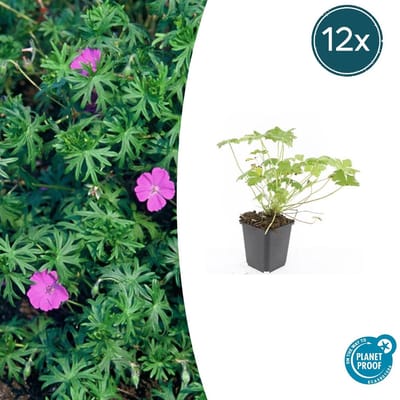 Trendyplants - Geranium 'Tiny Monster' - 12 stuks - Ooievaarsbek - Winterhard - Hoogte 10-30 cm - Potmaat Ø9cm
