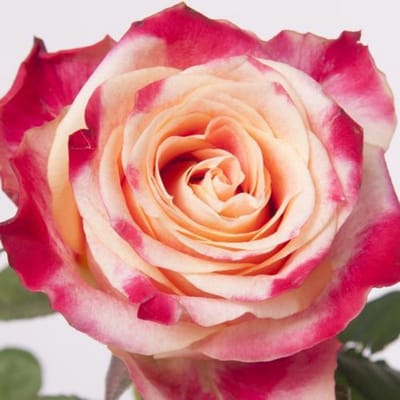 20x Rosa chapeau 60cm