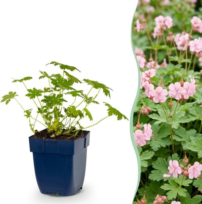 Green boutiQ - Vasteplant - Geranium macr. Ingwersen's Variety - Ooievaarsbek - Bodembedekkend - Licht Roze - 1 Plant - Pot 11cm - Hoogte 15-25cm