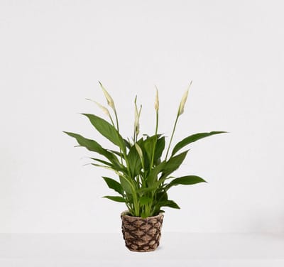 Spathiphyllum in siermand Mandy Naturel – witte kamerplant – luchtzuiverende lepelplant - 35-50cm - Ø13 – geleverd met plantenpot – vers uit de kwekerij