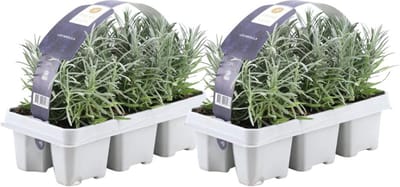 Trendyplants - Lavendel angustifolia - 12 stuks - Lavendel - Winterhard - Hoogte 10-20 cm - Potmaat Ø7cm
