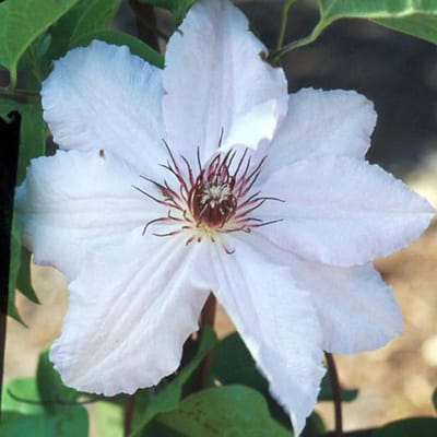 Clematis 'Snow Queen' - Bosrank 50-60 cm pot