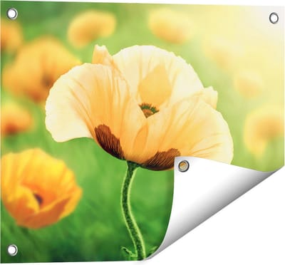 Gards Tuinposter Oranje Klaproos Bloemen - 50x40 cm - Tuindoek - Tuindecoratie - Wanddecoratie buiten - Tuinschilderij