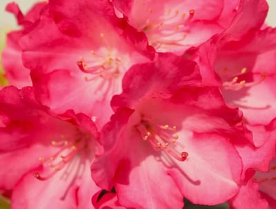 Rhododendron Yakushimanum - Bloeiende Struik - Tuin Aankleden - Sterke Winterhardheid - 100-140 cm - Roze