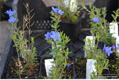 6 x Lithodora Diffusa 'Heavenly Blue' - Steenzaad pot 9x9cm