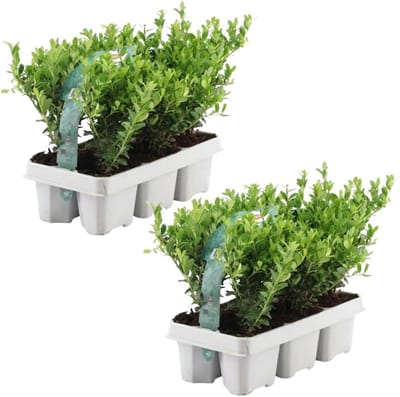 Hulstplanten Winterhard - Buxus Vervanger - Tuin Aanleg - Biologisch Gekweekt - 12 Stuks 7cm Pot - Groen