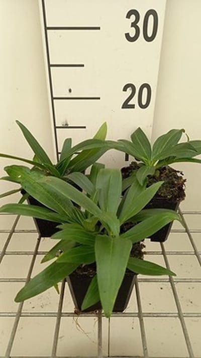 6x Ooievaarsbek - Gentiana dahurica | 9x9 cm pot