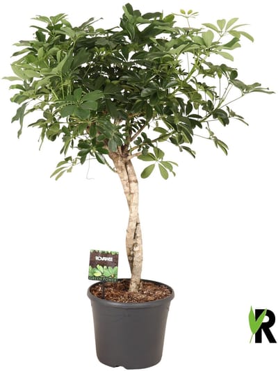 Schefflera Arboricola Compacta twister 130 cm – Kamerplant – Vers Van De Kweker – Potmaat Ø35 cm