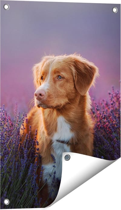 Gards Tuinposter Retriever Hond tussen de Lavendel Bloemen - 40x60 cm - Tuindoek - Tuindecoratie - Wanddecoratie buiten - Tuinschilderij
