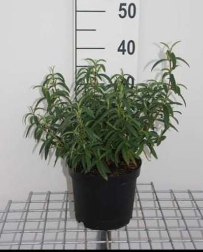 Cistus purpureus - Cistusroos Of Rotsroos 20- 25 cm in pot