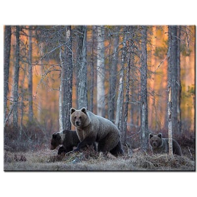 Diamant schilderij dieren bos beer volledige boor kruissteek steentjes mozaïek diamant borduurwerk 20X30CM gray