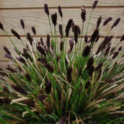12 x Blauwgras Siergras Wintergroen - Sesleria heufleriana in 9x9cm pot met hoogte 5-10cm
