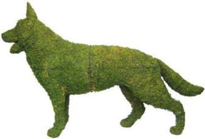 Hond Duitse Herder Staand - Mos