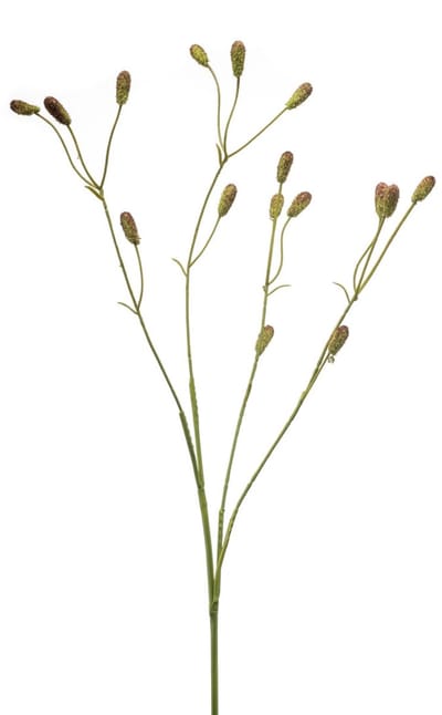 Emerald - Kunstbloem Bloedkruid 78cm groen/bruin - Kunstplant voor binnen