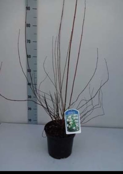 2 x Philadelphus 'Dame Blanche' - Boerenjasmijn 50- 60 cm in pot
