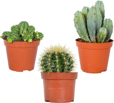 3x Cactus Mix – Succulent – Onderhoudsvriendelijk - ⌀8,5 cm –10-15 cm