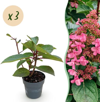 Green boutiQ - Tuinplant - Hydrangea panniculata Living Infinity - Pluimhortensia - Winterhard - Wit - 3 Planten - Pot 12cm - Hoogte 20-30cm