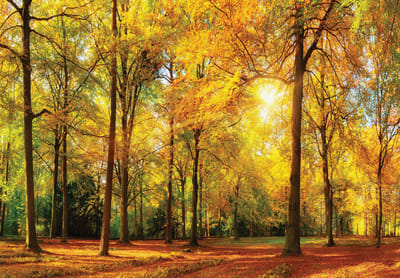 Fotobehang - Vlies Behang - Zonnestralen in het Herfstbos - Bos met Zon - 368 x 254 cm