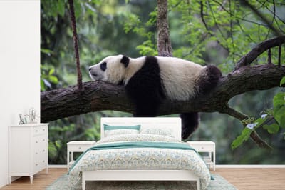 Behang - Fotobehang Panda - Boom - Dieren - Natuur - Breedte 330 cm x hoogte 220 cm
