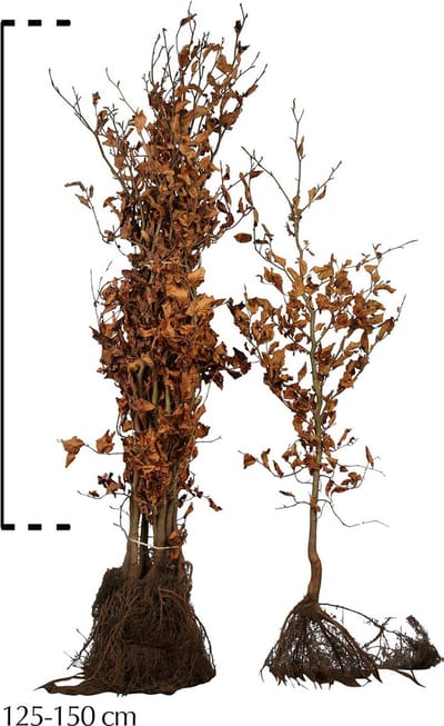 Plants Online - Haagplanten - Heesters - Groene beuk Blote wortel 125-150 cm - set van 20 - Bladverliezend - Populair bij vogels - Prachtige herfstkleur - Snelle groeier