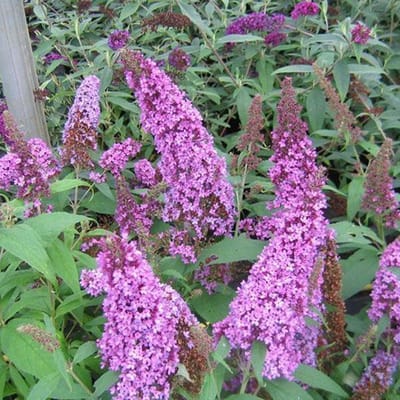 Buddleja Davidii Peacock - Vlinderstruik 30-40 cm in pot - Prachtige, langwerpige bloemen in tinten van blauw-lila tot blauw-violet